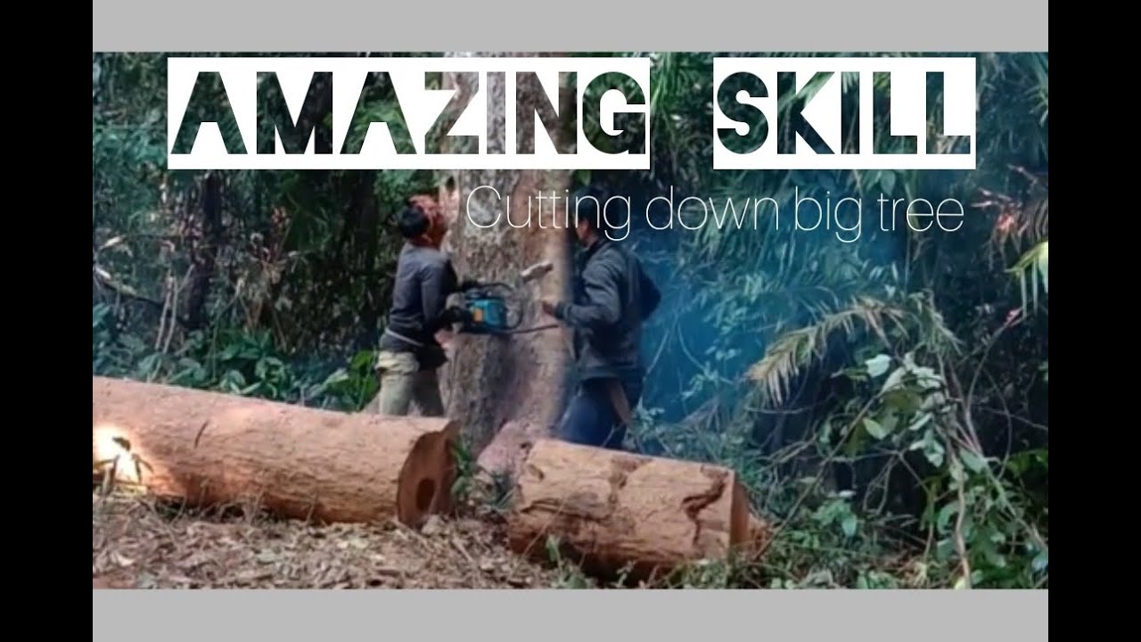 Amazing skill cutting down big tree and monster Shaktiman - YouTube