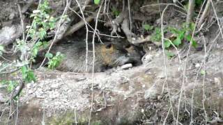 I Fratelli Nutria Myocastor Coypus