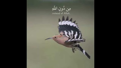 سورة النمل | الشيخ اسلام صبحي