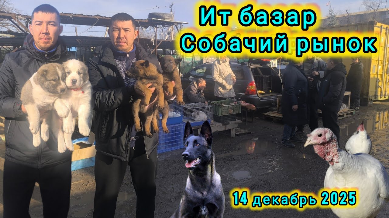 Ит базар #итбазар #малбазар #барахолка #малинуа #собачийрынок #жаймабазар 