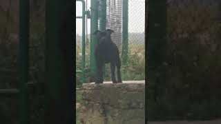 Staffstep Staffordshire Bull Terrier Kennel Fci