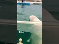 ANGEL？❤️#日本 #japan #横浜 #aquarium #seaparadise #yokohama #八景島シーパラダイス #水族館 #dolphin #海豚 #ベルーガ #シロイルカ