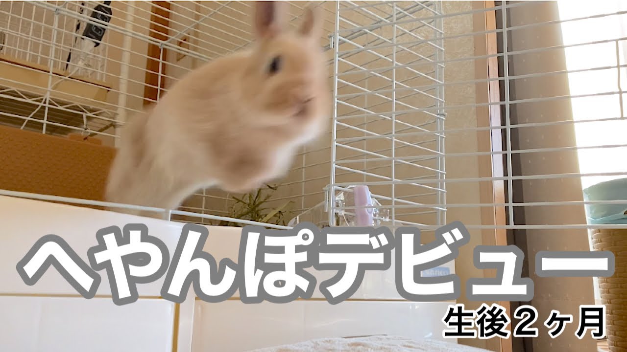 7 へやんぽデビューで子うさぎ大興奮 部屋んぽデビューまでの成長過程と大人３人に見守られた大舞台当日のうゆちゃんがこちら うさジャンプ うさダッシュ連発 うゆちゃん飛んでます Youtube