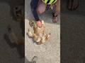 Stray Dog Chased Them For Miles On Cycling Tour l The Dodo #thedodo #animals #dog