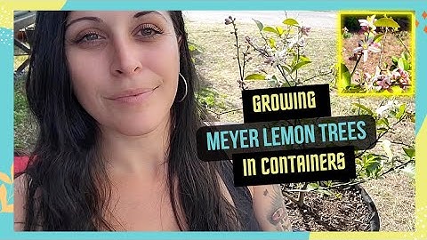 Growing & Caring for Meyer Lemon Citrus Trees in Containers | Florida