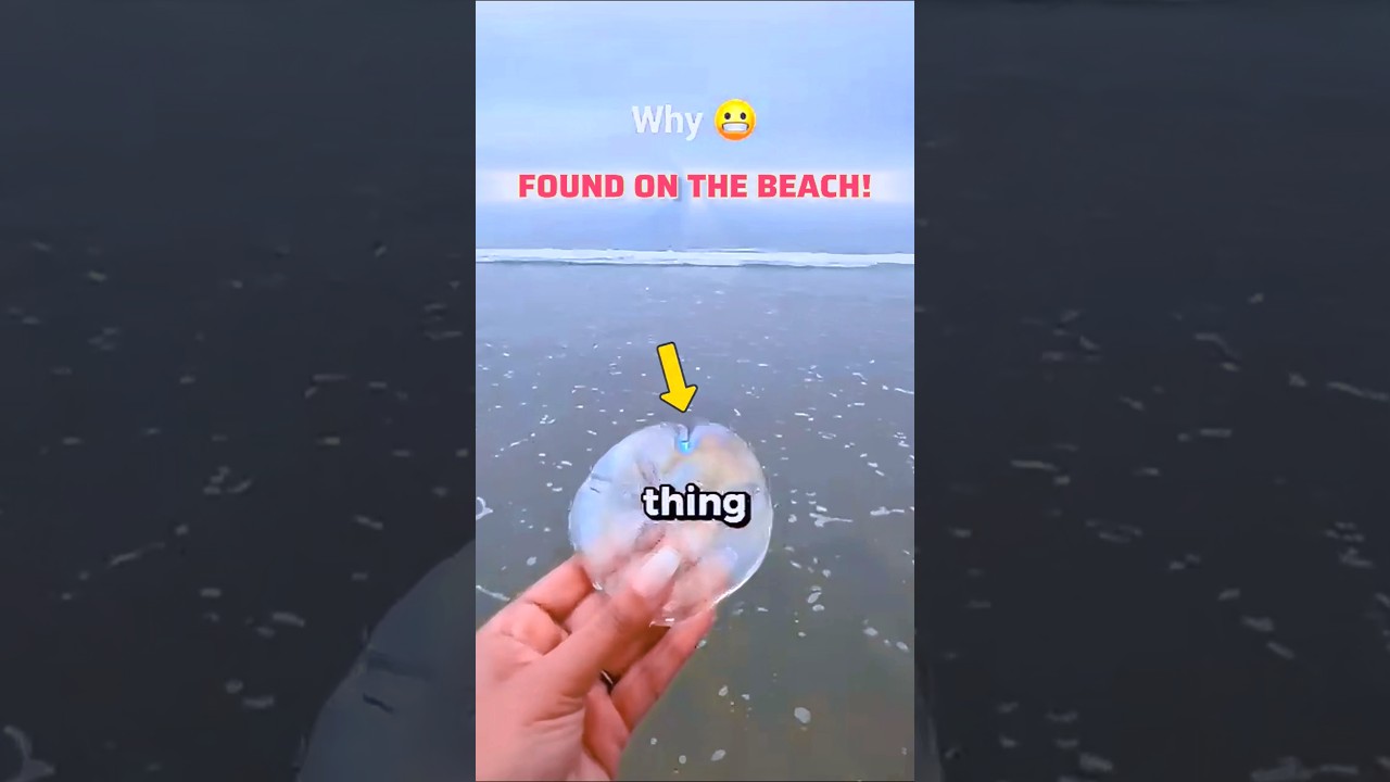 Why Did I Find This Strange Creature on the Beach