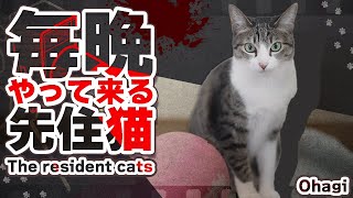 毎晩やって来る先住猫 by MAKO0MAKO0 / まこまこ 2,318 views 1 month ago 2 minutes, 42 seconds