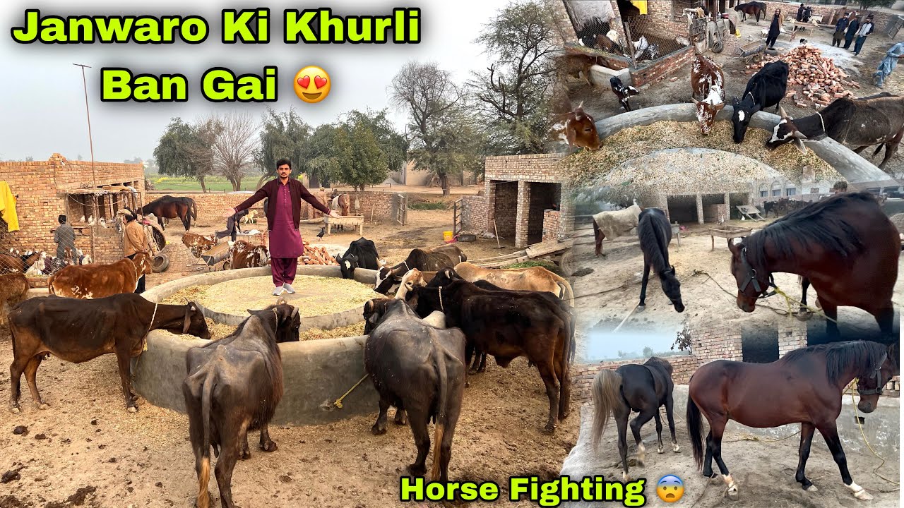 Intzaar Khatam Janwaro Ki Khurli Ban Gai 😍 || Horse Fight Ho Gai 😨