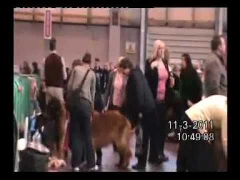 Benefit cheat Dianne Page caught on camera at Crufts