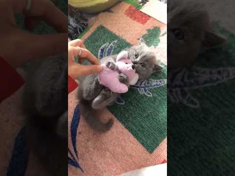 Top funniest cat videos of the week try not to laugh.😂 #cats #funnycats #catlovers #cutecats #fypシ