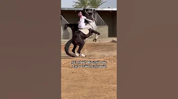 الحصان العربي الاصيل 