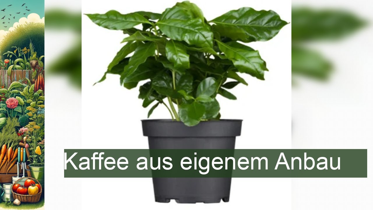 känguru farn pflege Farn Set Mittel - Terrarienpflanzen Set 11,99€ main image 1