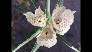 Antirrhinum confertiflorum (ghost flower)