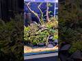 Was ist denn eigentlich mit den Garnelen los? #aquarium #garnelen #shorts