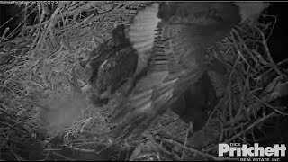 SWFL Eagles ~ Owl Strikes M15 & Knocks Him Into The Nest! E's & M15 Are Okay!  2.20.23