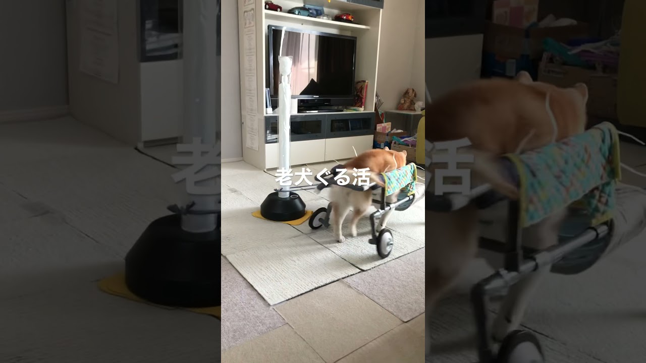 老犬介護：家の中でも車椅子でぐるぐる歩き回れるグル活システム