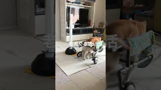 老犬介護：家の中でも車椅子でぐるぐる歩き回れるグル活システム