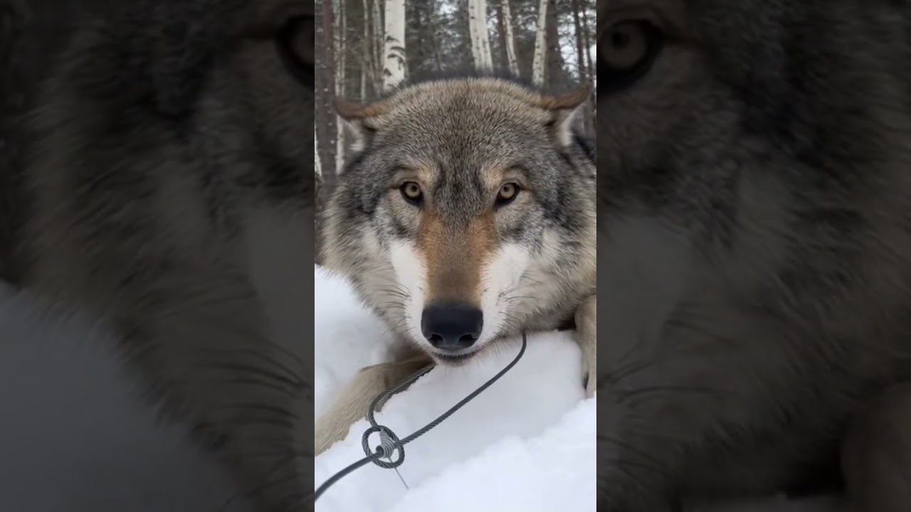 Rescue of a Frozen Dog