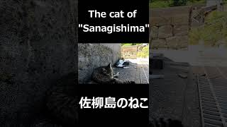 Cats of Sanagi Island（佐柳島のねこ） #shorts #sanagi #island #cat #cute