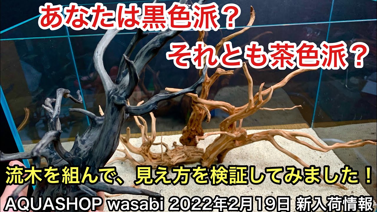流木の色で水景はこれだけ変わる！レイアウト素材の正しい選び方