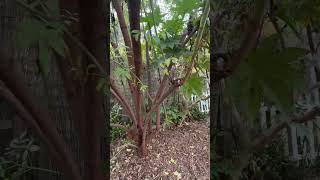  Aloha Food Forest (Food For Rest)