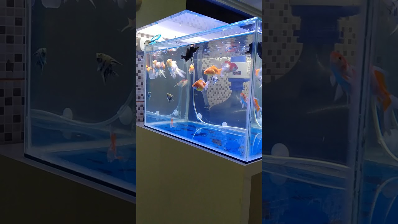 Air aquarium ikan koki tetap bening - YouTube