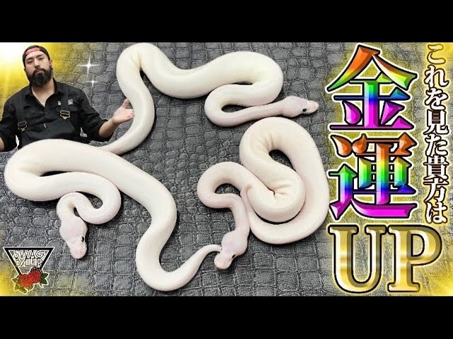 ボールパイソン】白蛇の違いを徹底解説！【7匹ご紹介】#爬虫類 #浜松