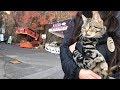 出店のある賑やかな紅葉狩りスポットが楽しすぎてテンションMAXな猫