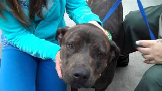 Iris Pulled From Devore Shelter On 102310
