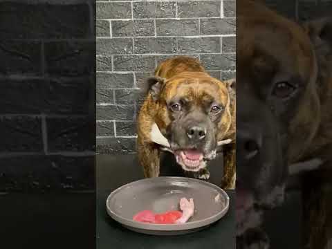 【大食い犬ASMR】パパからもらった生肉を爆食いする愛犬 MUKBANG Dog eats raw meat bones　#shorts