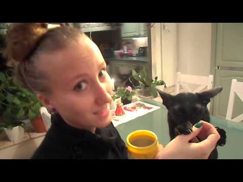 Video: 8 tapaa saada kotiisi valmis adoptoitu kissa
