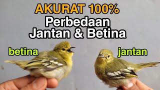 Download Lagu DIFFERENCE BETWEEN MALE AND FEMALE SIRTU | 100% ACCURATE MP3