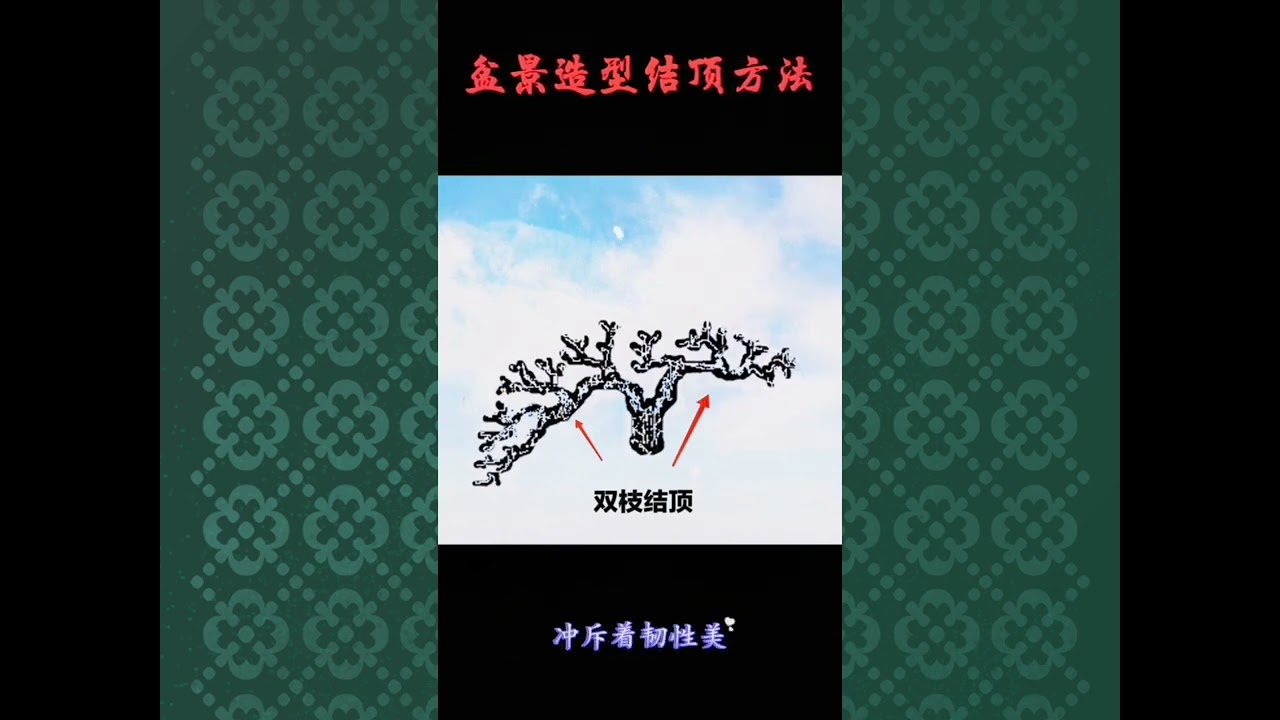 最全雜木盆栽講解，看視頻學修剪。