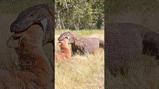 Komodo Dragon Eating Goat Video