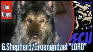 Alt Deutscher Schäferhund/Groenendael - 'LORD' - Unsere Hunde by DOG SPECIAL 1,304 views 1 month ago 15 minutes