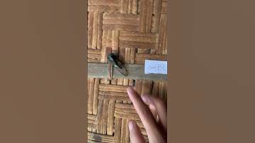 Guy Uses a Cicada as a Bell
