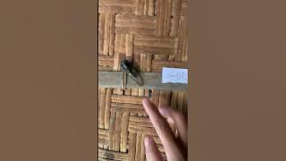 Guy Uses a Cicada as a Bell