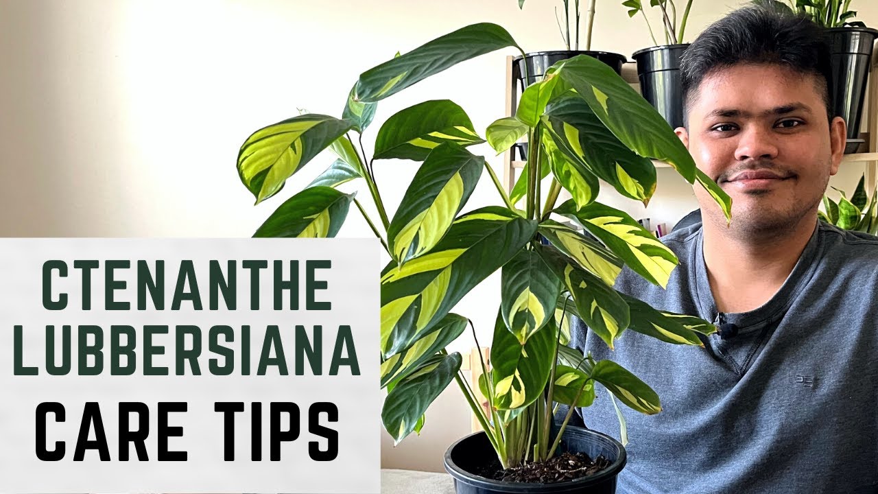 Ctenanthe Lubbersiana Care Tips | Complete Care Guide | Easy Tips To Keep  Ctenanthe Healthy