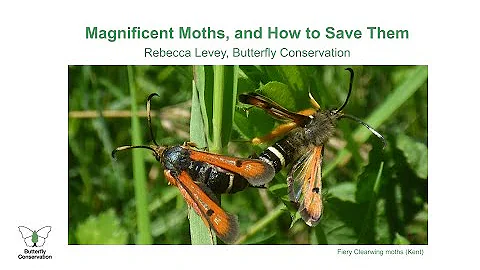 Magnificent Moths - and how to save them. Zoom tal...