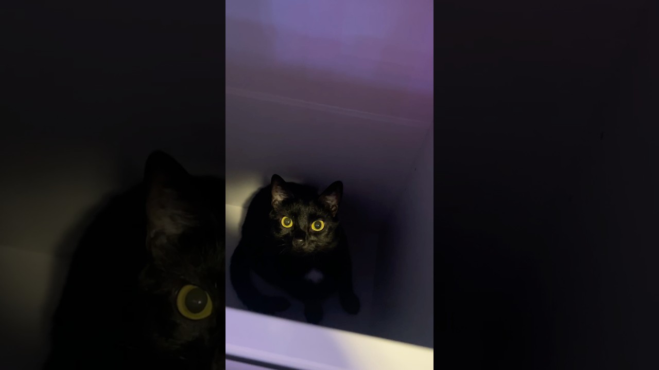 Когда твоя кошка думает, что то, что ты строишь, — это её новый дом 😹🏠