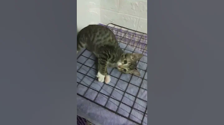 This is an easy way to make your cat fall asleep 😄