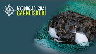 Garnfiskeri Nyborg - En masse skrubber 🐟