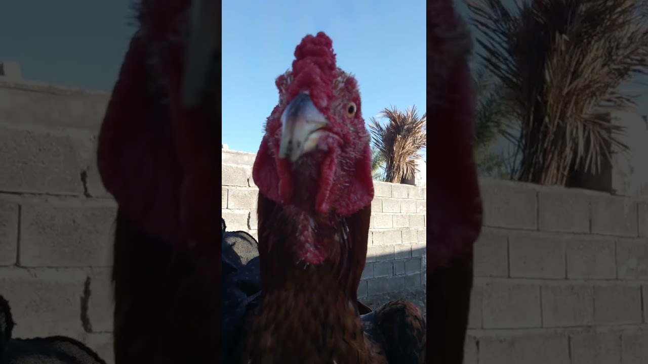 beautiful bird(village life) iran