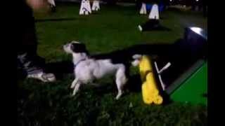 PICSI Flyball- Scuba's box work
