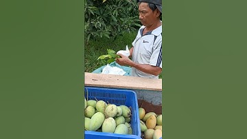 Hái xoài Cát Hòa Lộc tại vườn