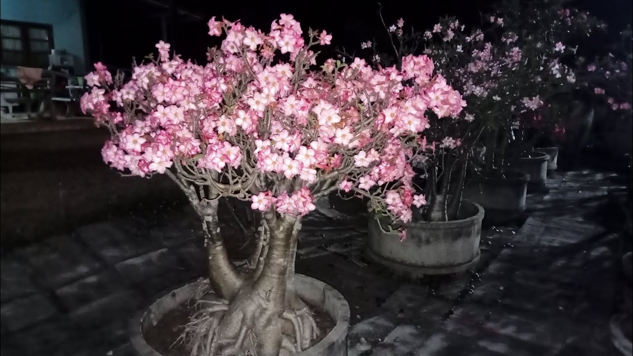 ชวนชม 6/1/69 ติดต่อ LINE ID: e23hkz 