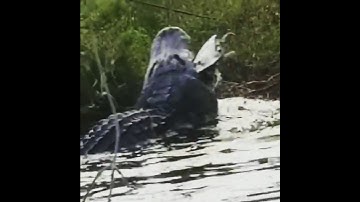 Huge Gator Eating a Soft Shell Turtle