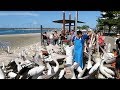 Labrador Gold Coast Australia - Pelican Feeding - 2018