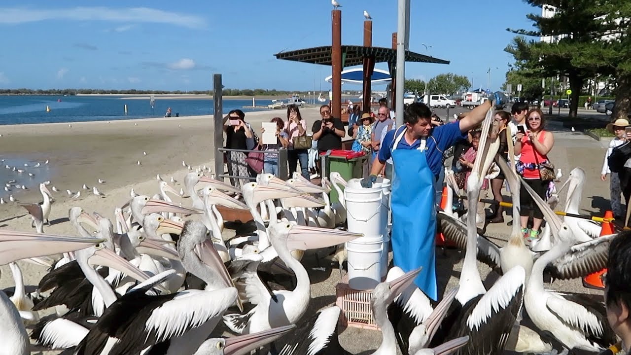 Labrador Gold Coast Australia - Pelican Feeding - 2018