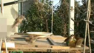 雀が驚いて逃げる時と隠れん坊してる時との違いについて